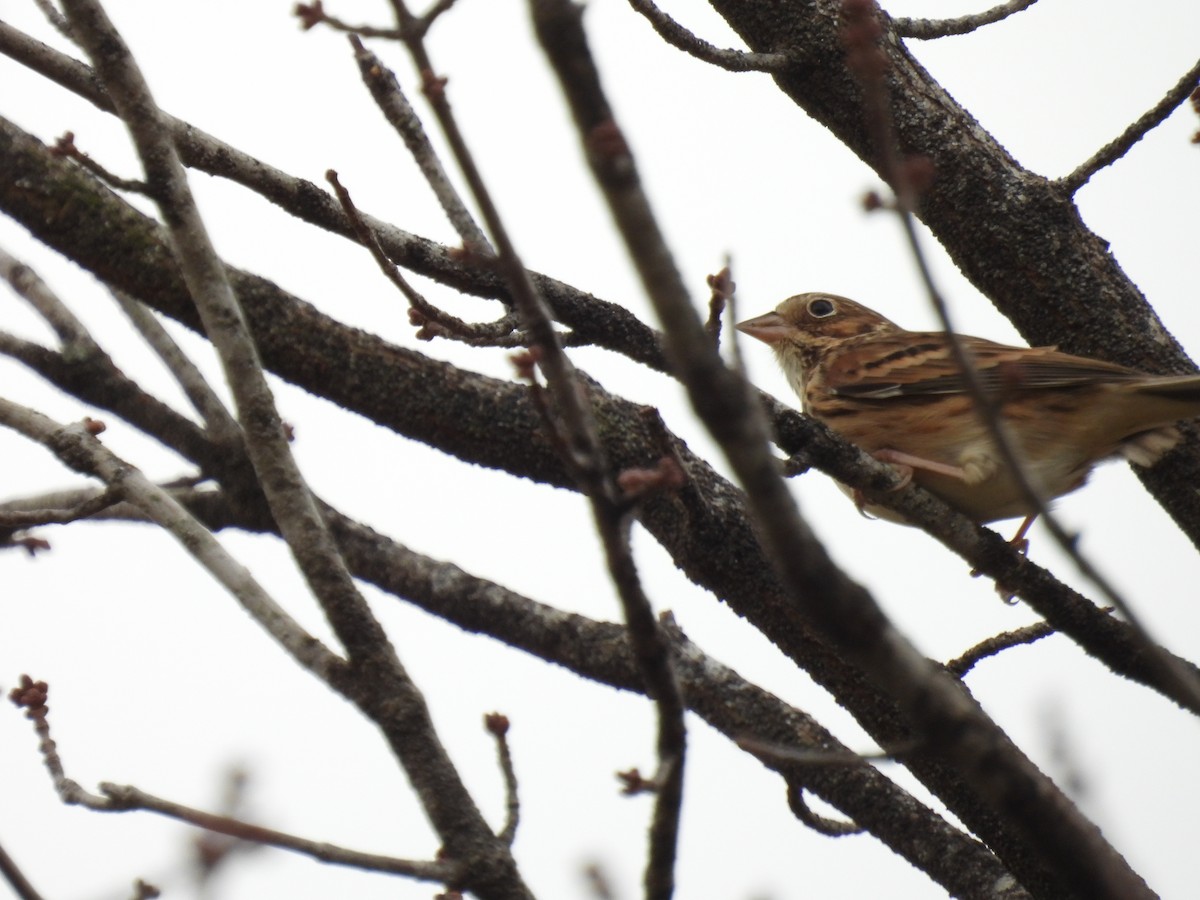 Vesper Sparrow - ML645003814