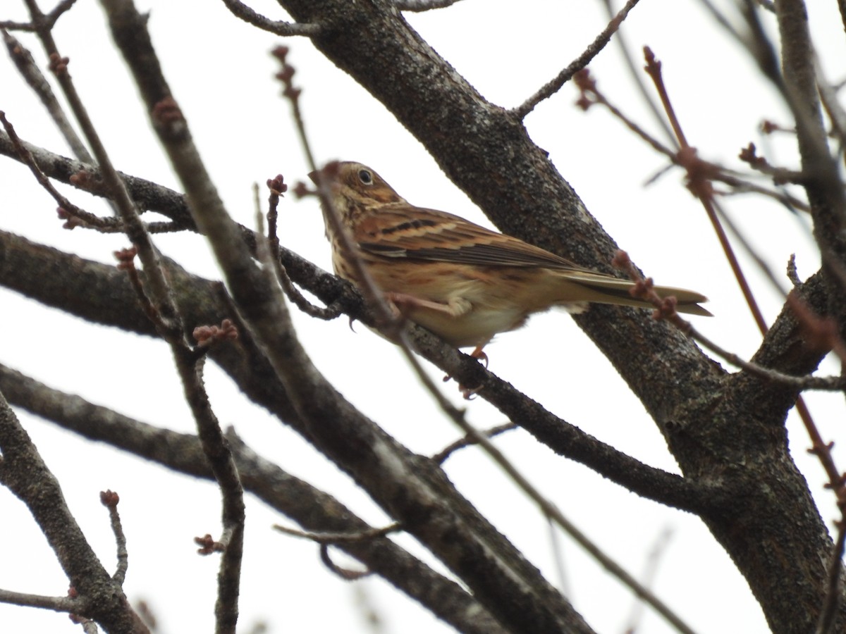Vesper Sparrow - ML645003815