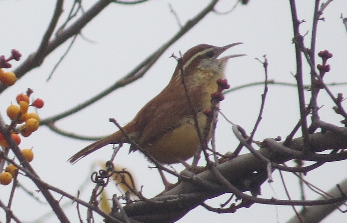 Carolina Wren - ML645003824