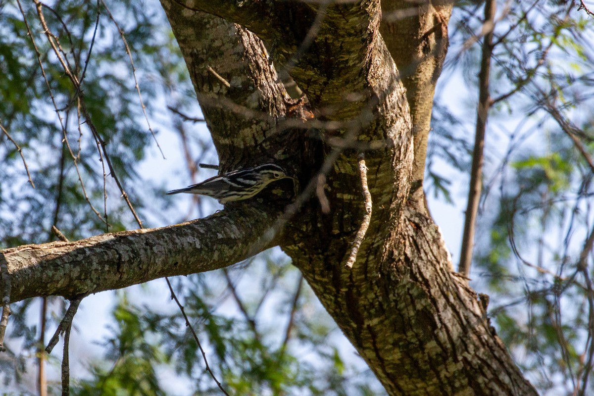 Black-and-white Warbler - ML645003838