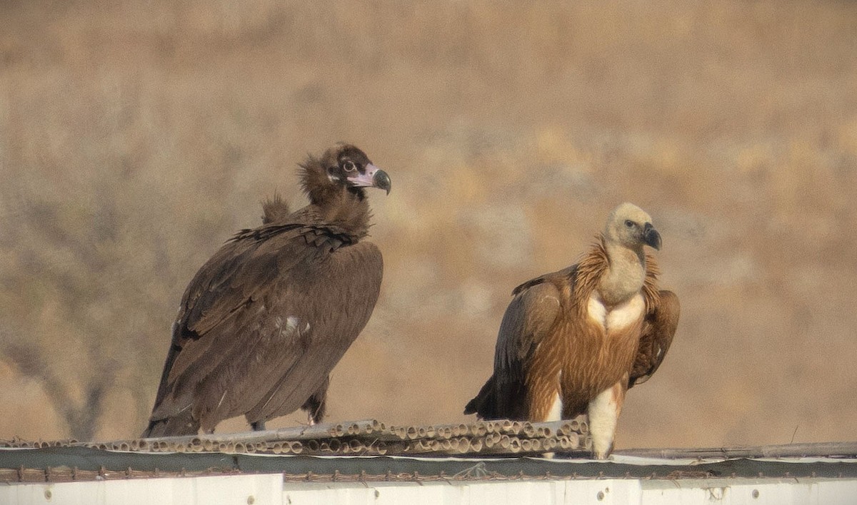 Buitre Negro - ML645003842