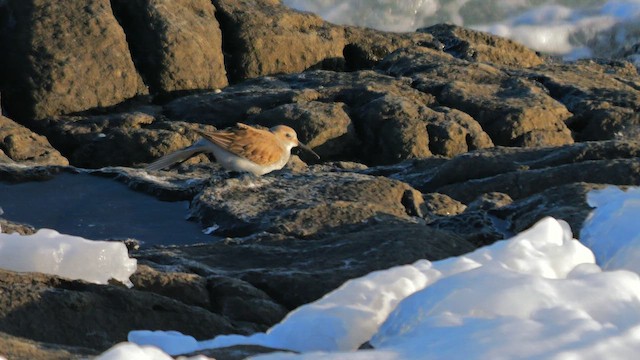 Побережник чорногрудий - ML645003848