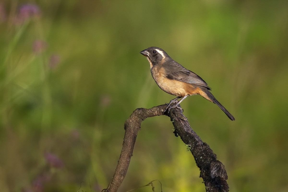 oransjenebbsaltator - ML645003859