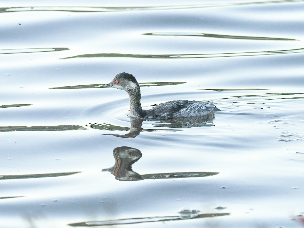 potápka černokrká - ML645003929