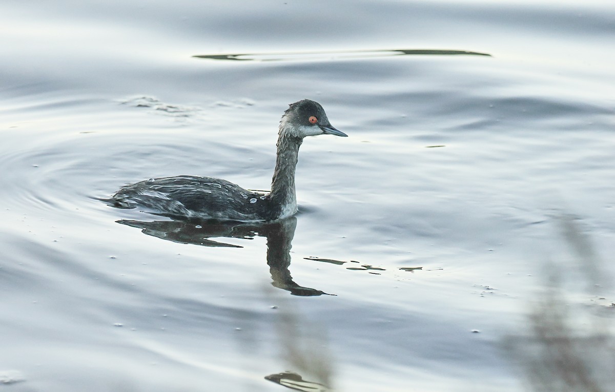 potápka černokrká - ML645003930