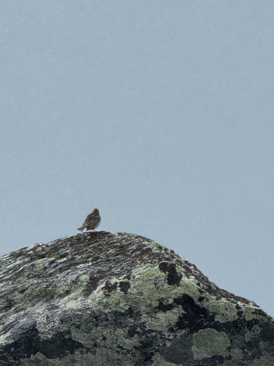 Meadow Pipit - ML645003931