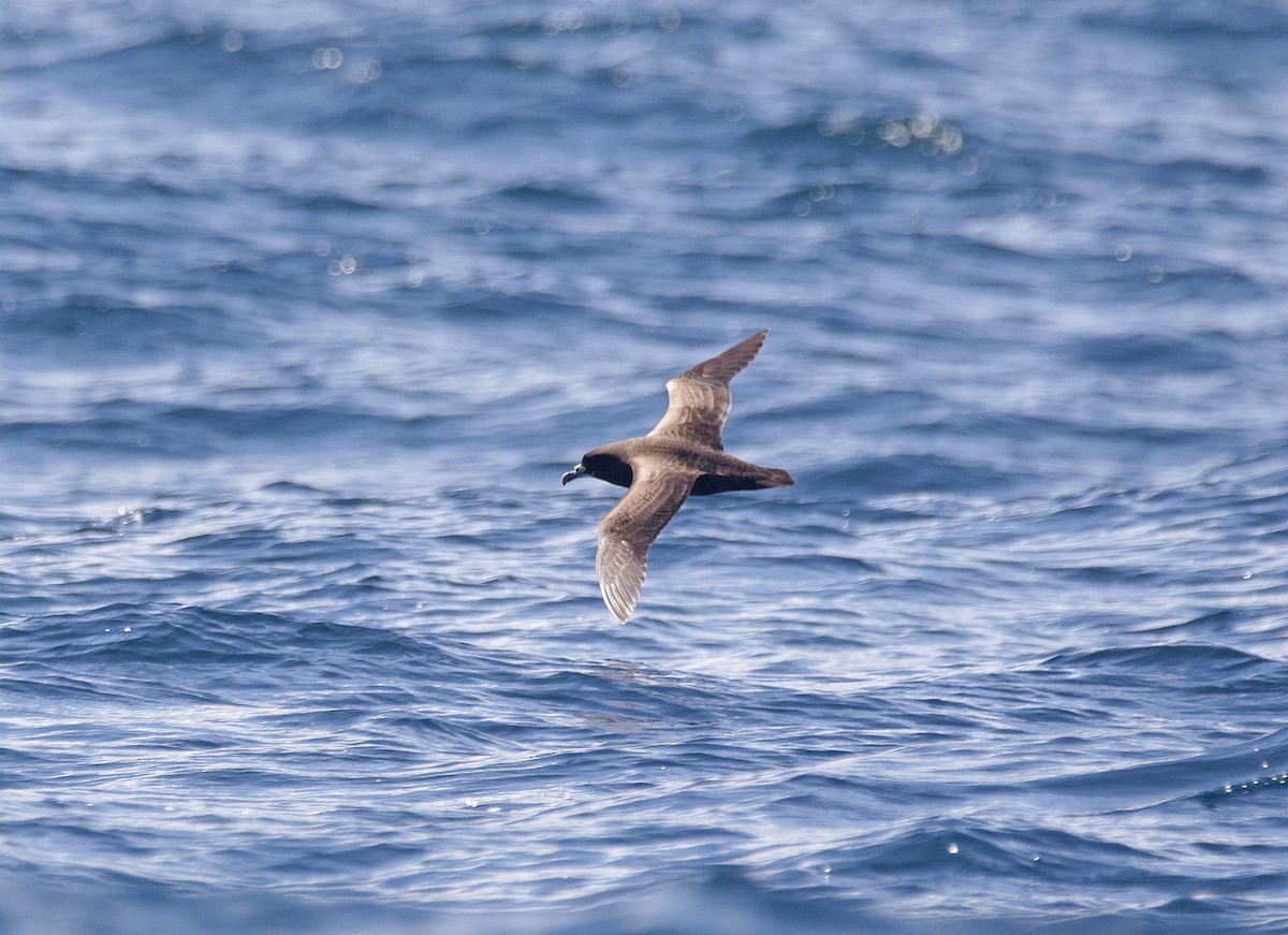 Beyaz Gıdılı Yelkovan - ML645003932