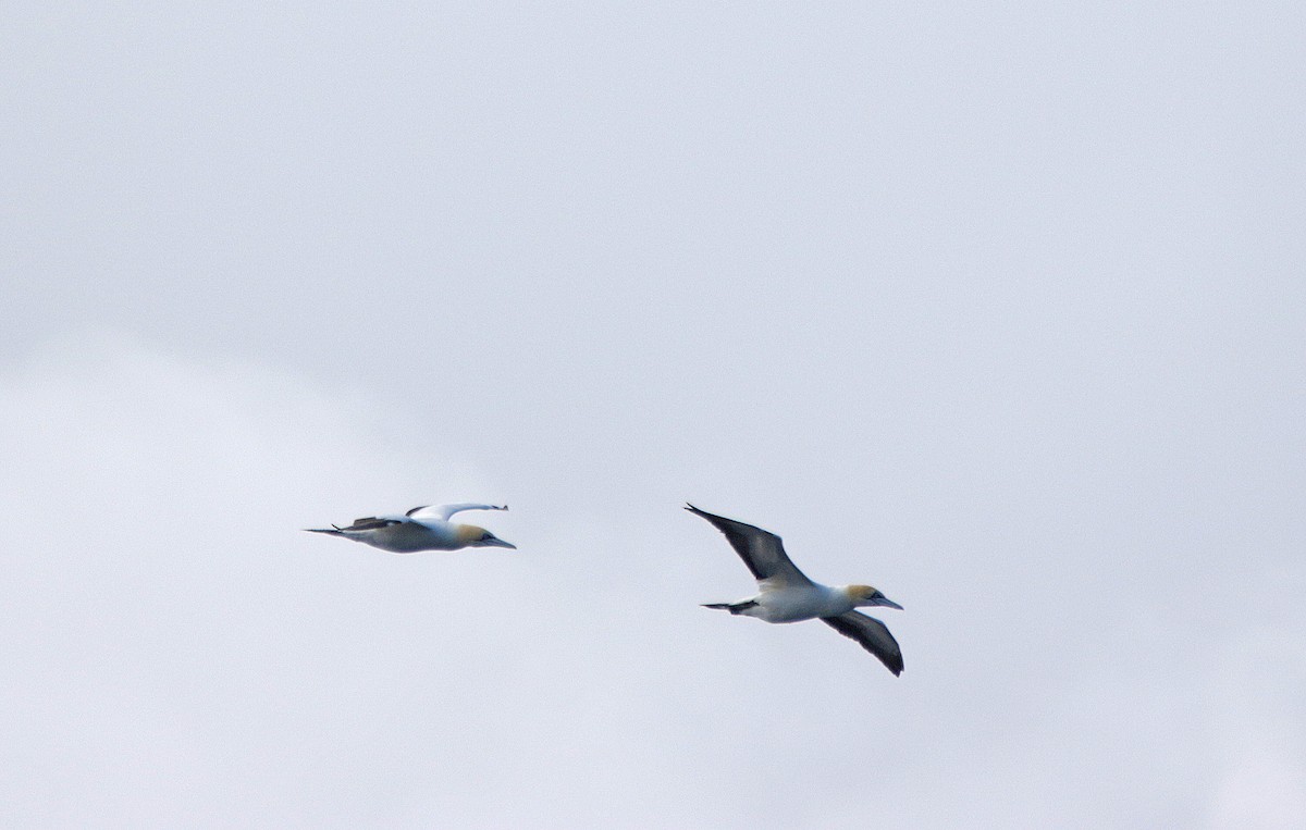 סולת הכף - ML645003935