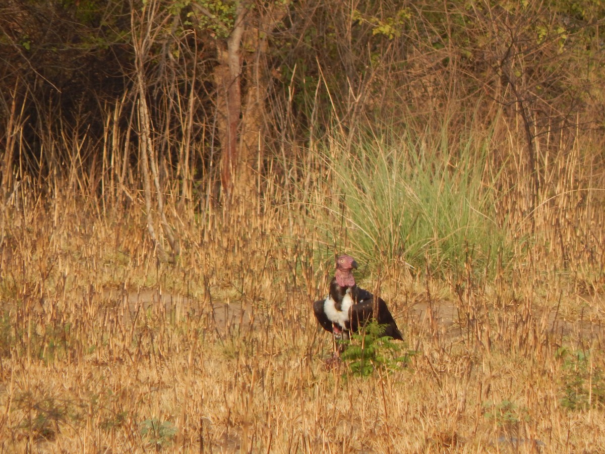 Buitre Cabecirrojo - ML645003939