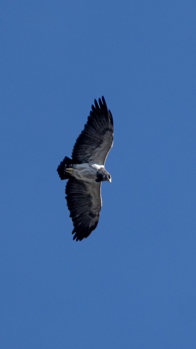 Black-chested Buzzard-Eagle - ML645003948