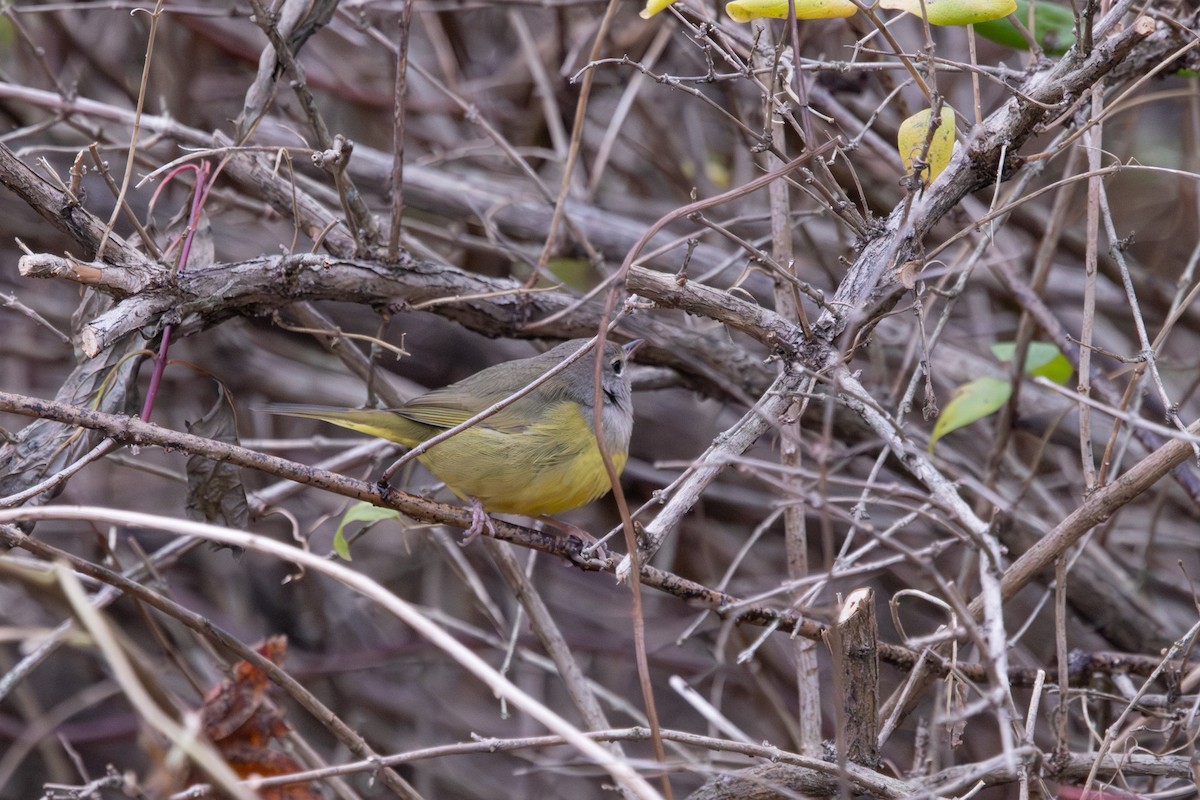 MacGillivray's Warbler - ML645003949