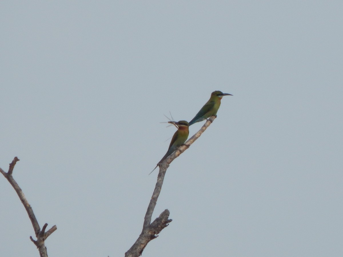 Abejaruco Coliazul - ML645003950