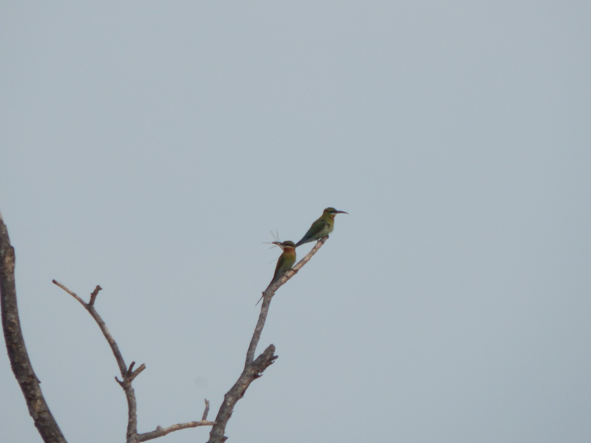 Abejaruco Coliazul - ML645003951