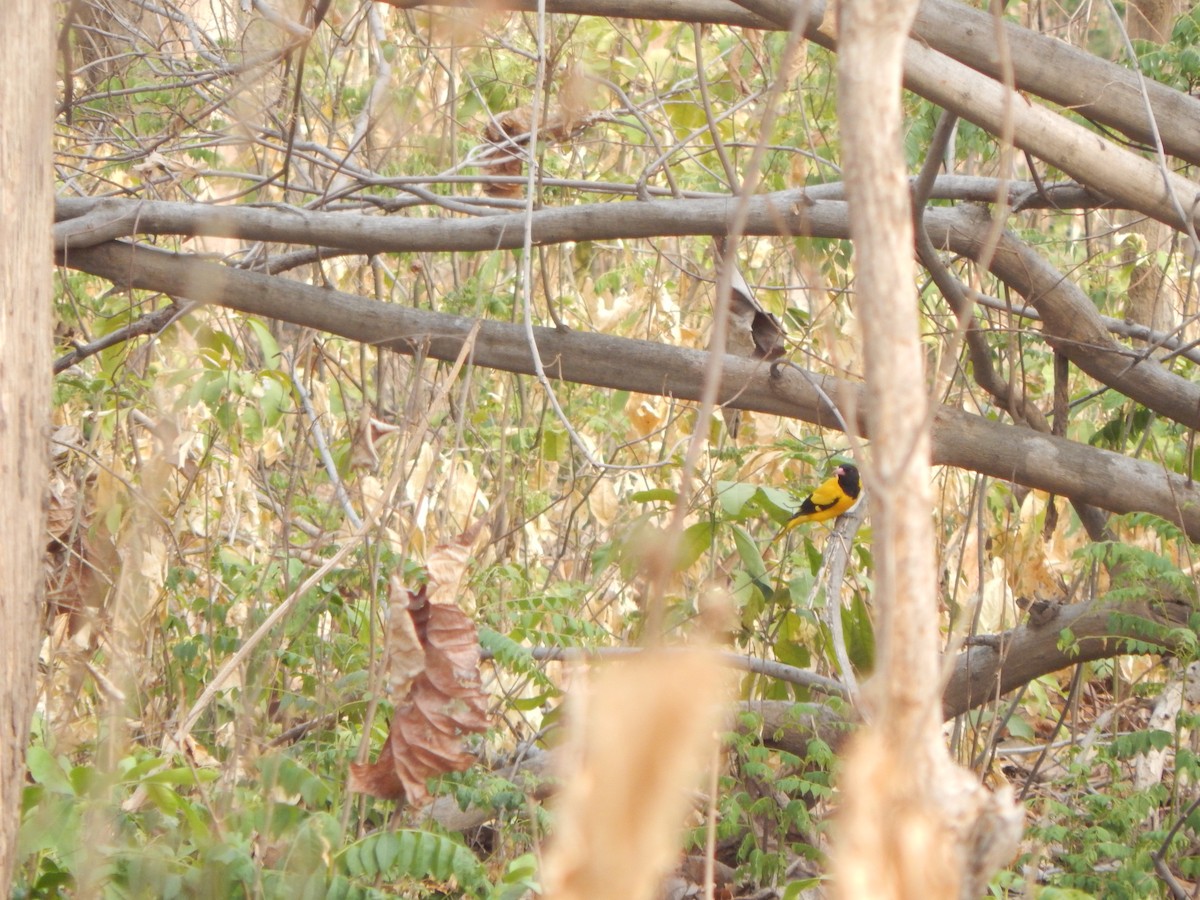 Oropéndola Encapuchada - ML645003955