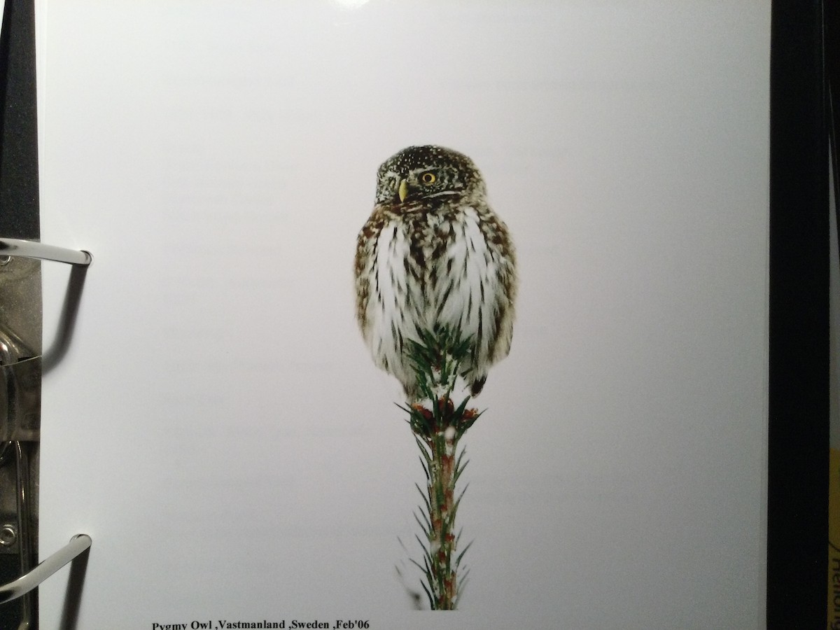 Eurasian Pygmy-Owl - ML645003958