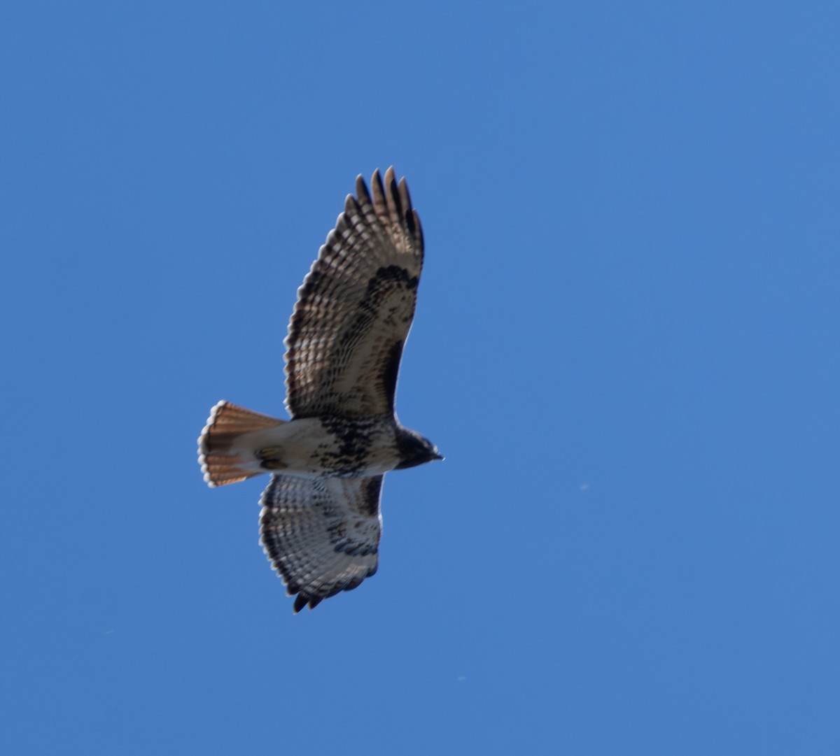 Red-tailed Hawk - ML645003978