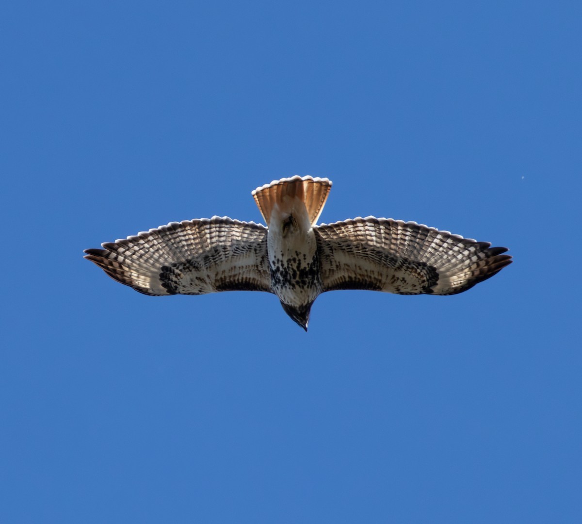 Red-tailed Hawk - ML645003979