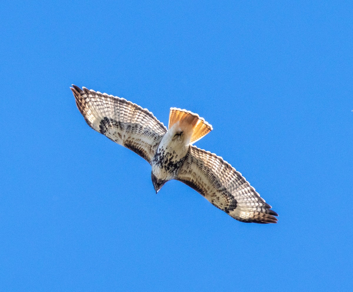 Red-tailed Hawk - ML645003980