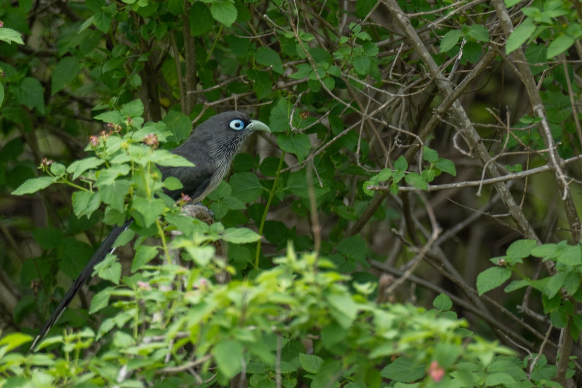Малкога сірочерева - ML645003995