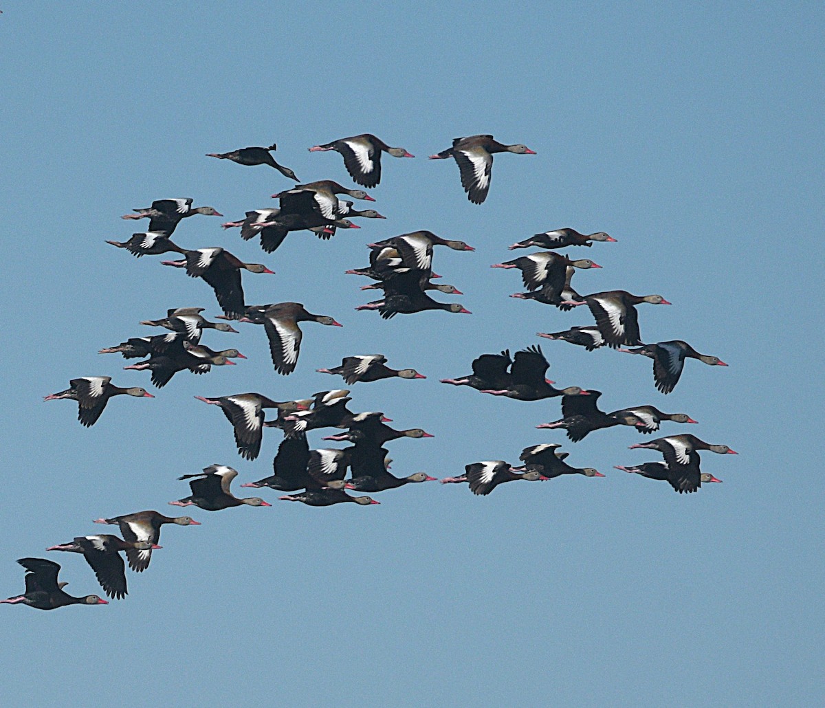 Black-bellied Whistling-Duck - ML645004019