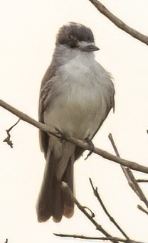 White-naped Xenopsaris - ML645004033