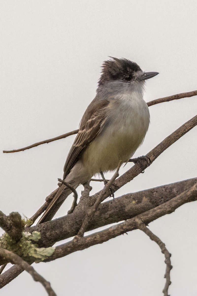 White-naped Xenopsaris - ML645004035