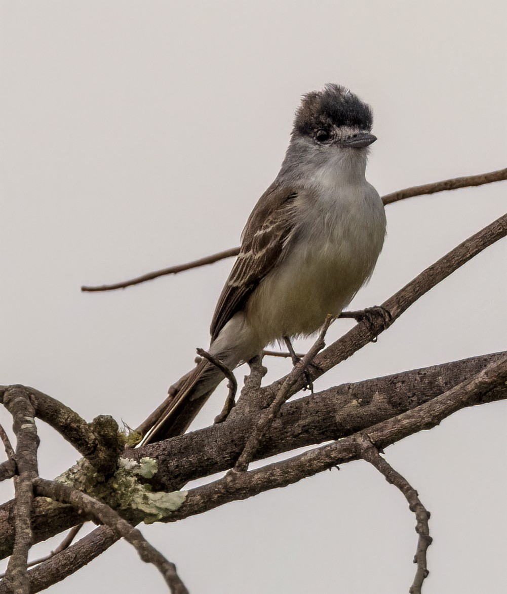 White-naped Xenopsaris - ML645004036