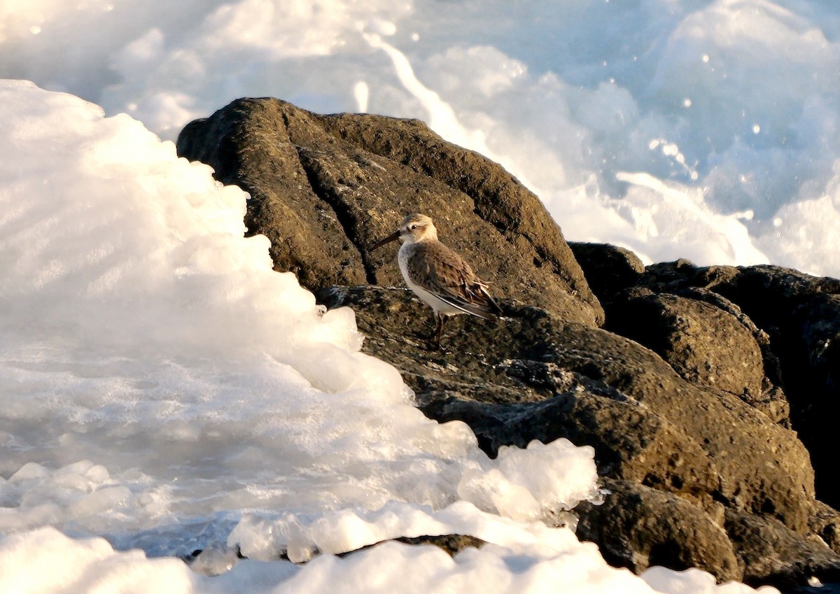 Dunlin - ML645004037