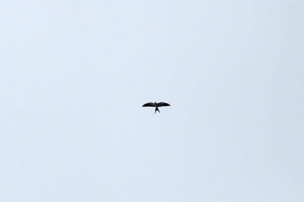 Swallow-tailed Kite - ML645004041