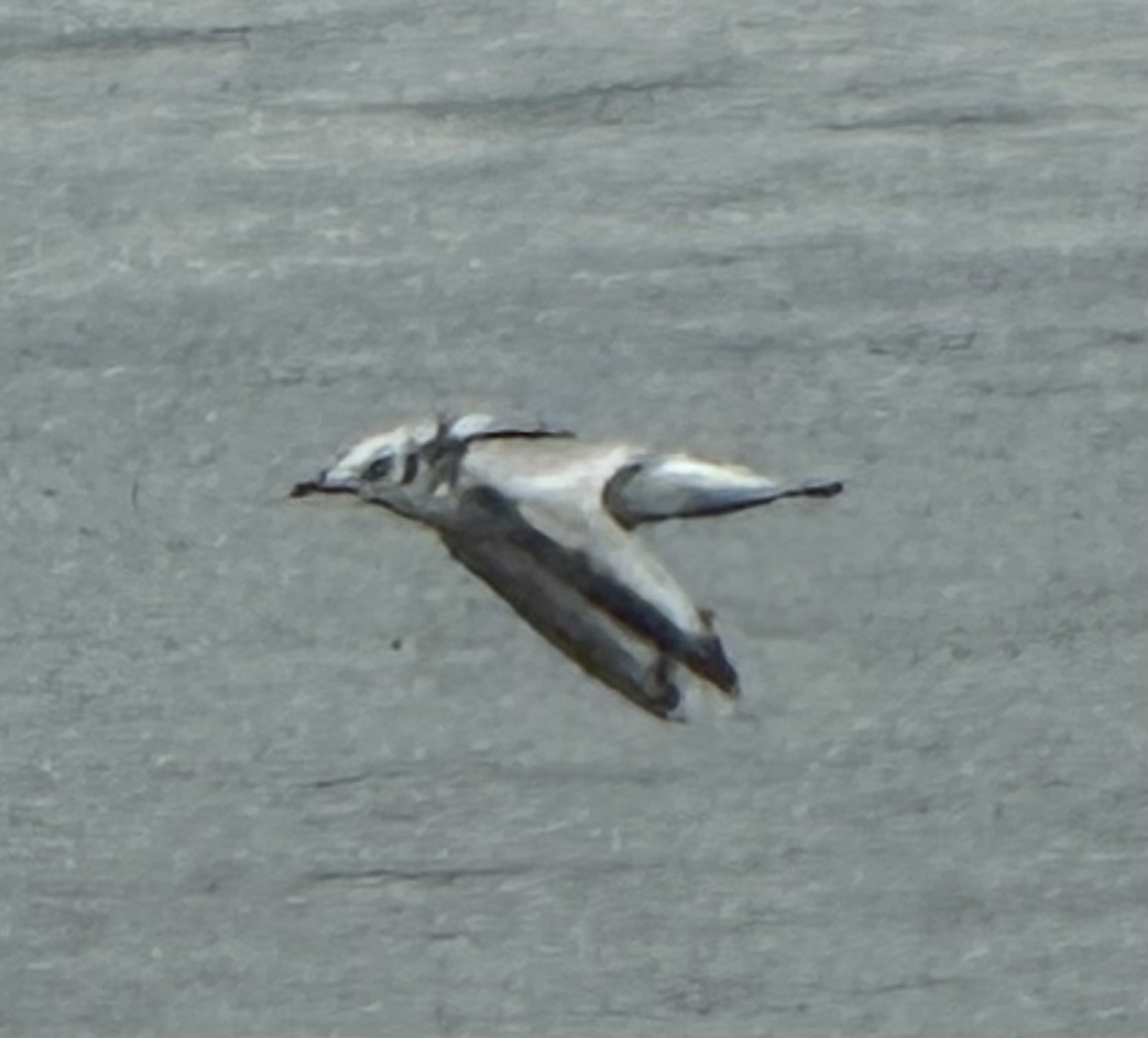 Kara Ayaklı Martı - ML645004121