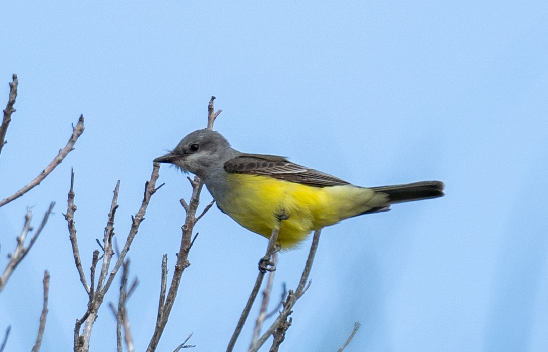 Western Kingbird - ML645004126
