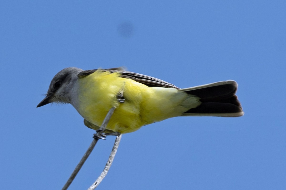 Western Kingbird - ML645004134