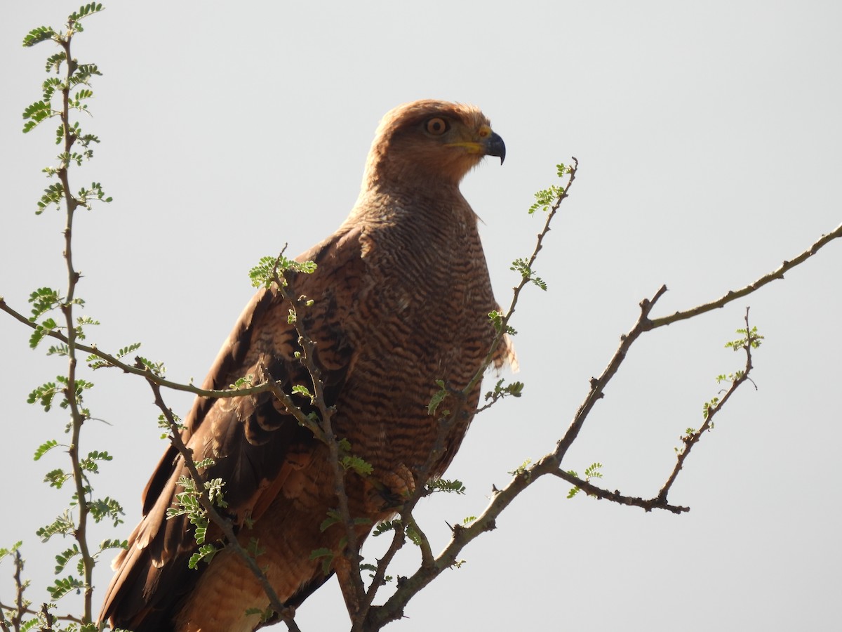 Busardo Sabanero - ML645004135