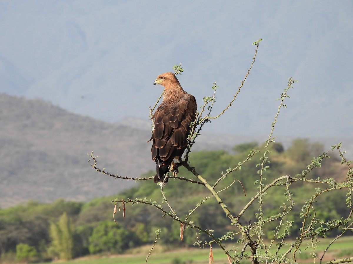 Busardo Sabanero - ML645004136