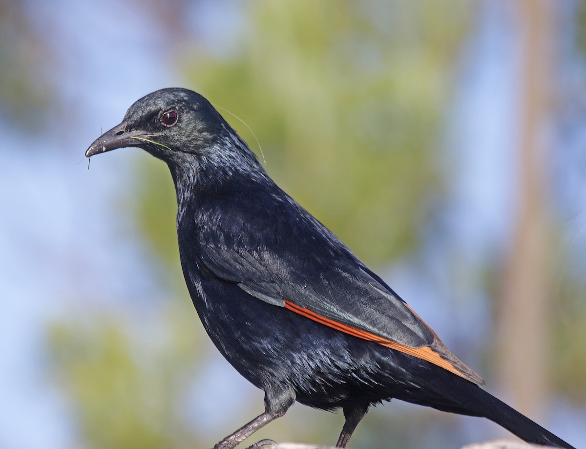 Kızılkanat - ML645004147