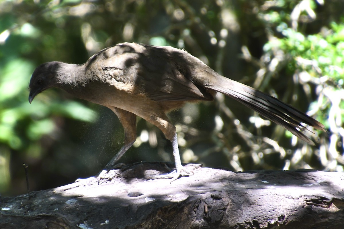 Plain Chachalaca - ML645004153
