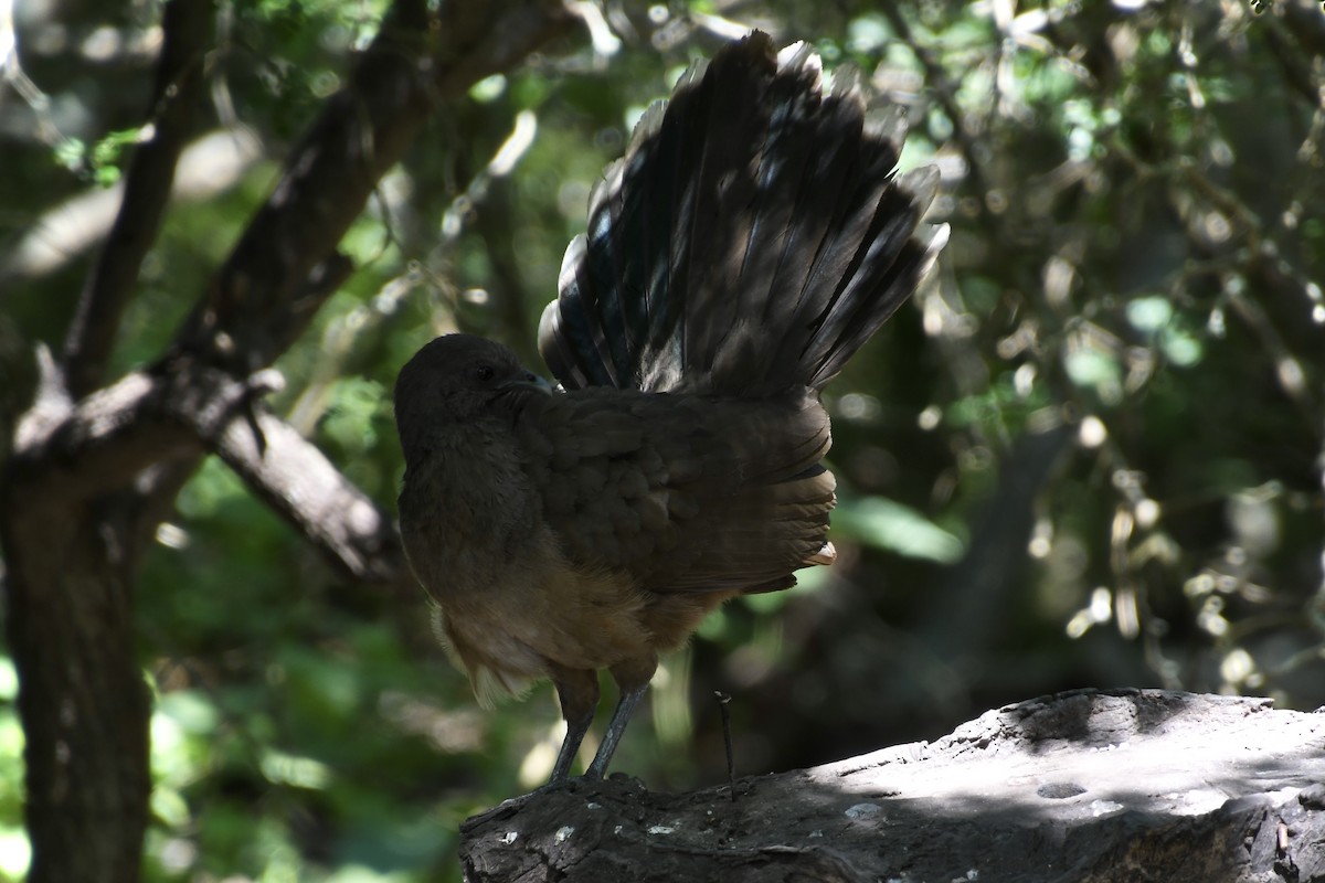 Plain Chachalaca - ML645004154