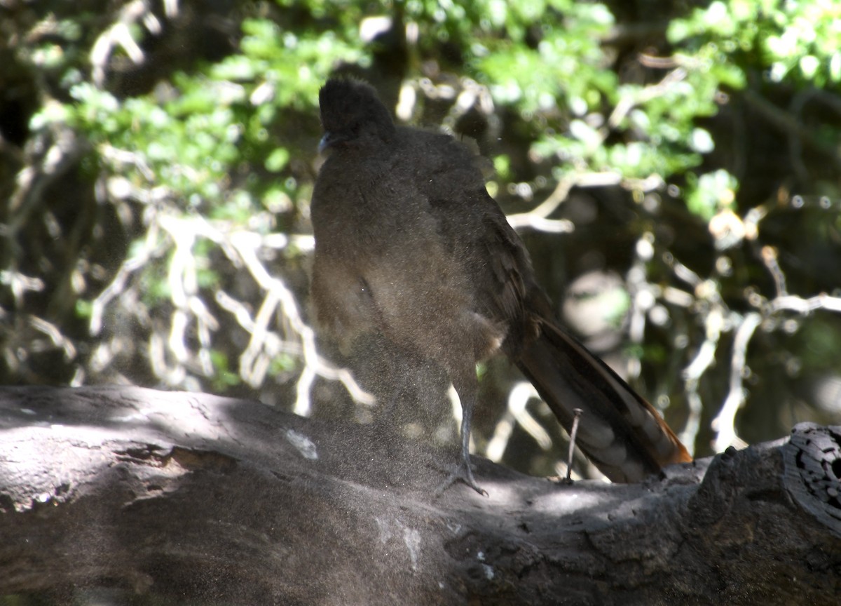 Plain Chachalaca - ML645004155