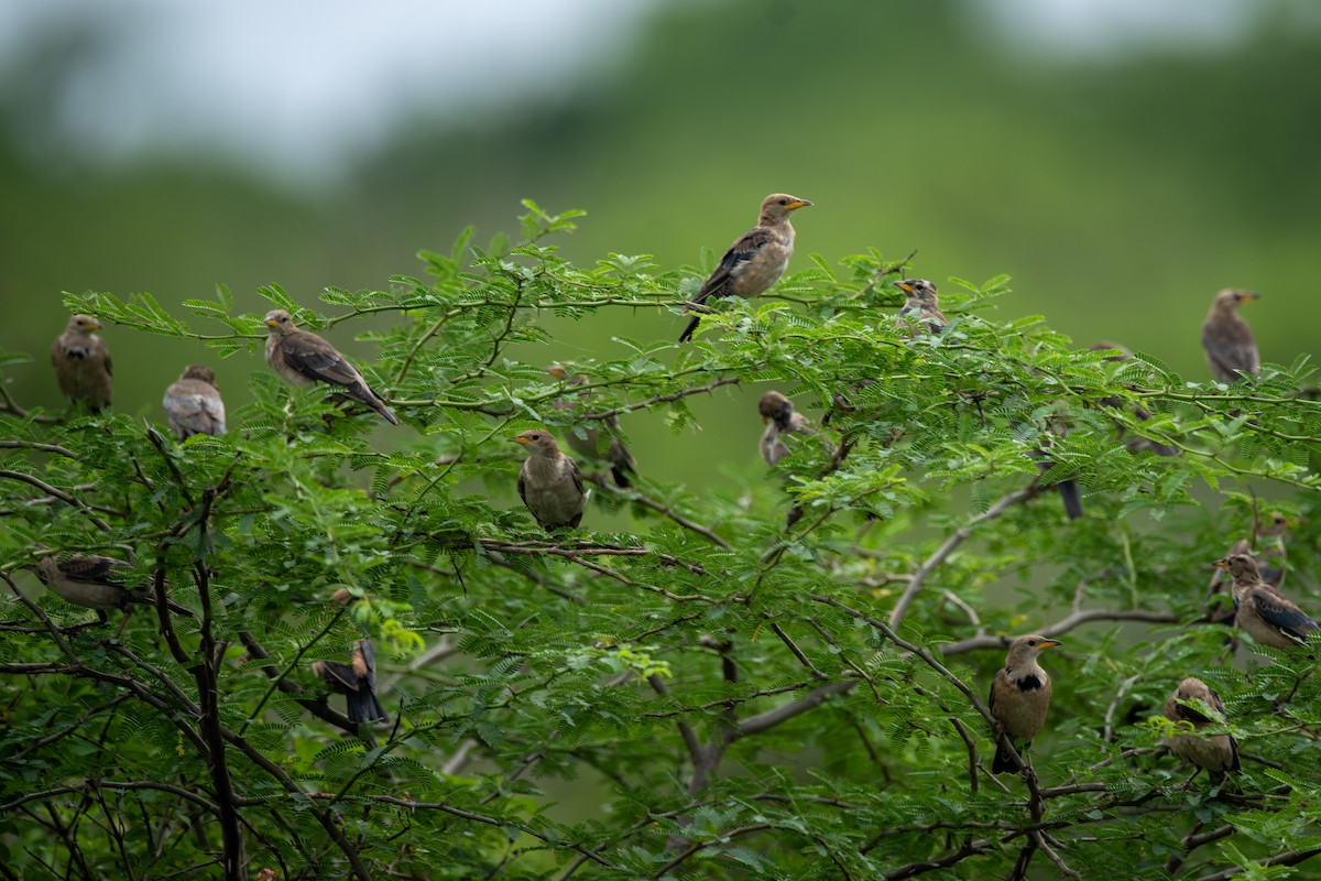 Rosy Starling - ML645004162