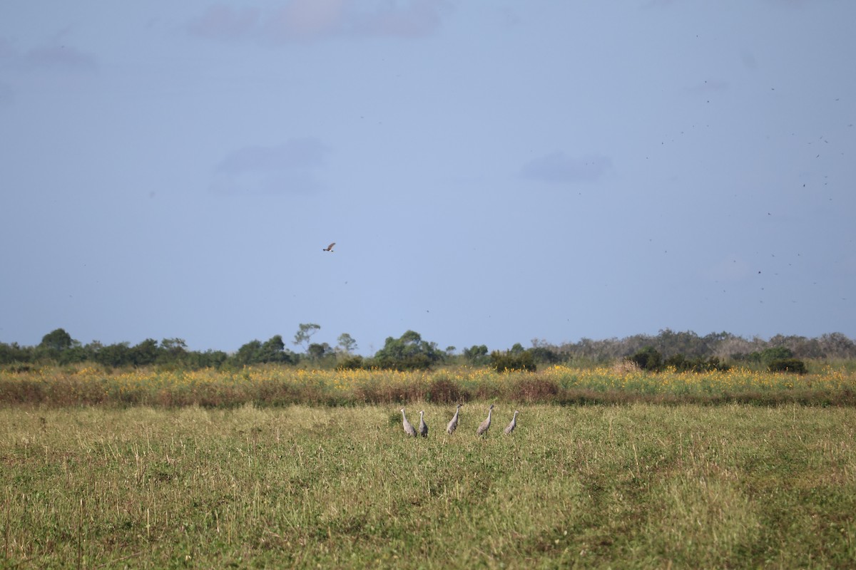 jeřáb kanadský - ML645004169