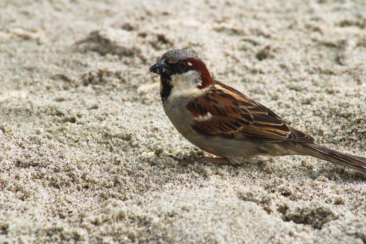 House Sparrow - ML645004177