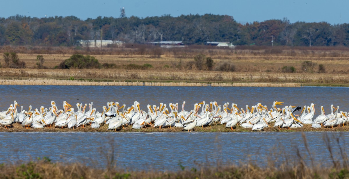 American White Pelican - ML645004185