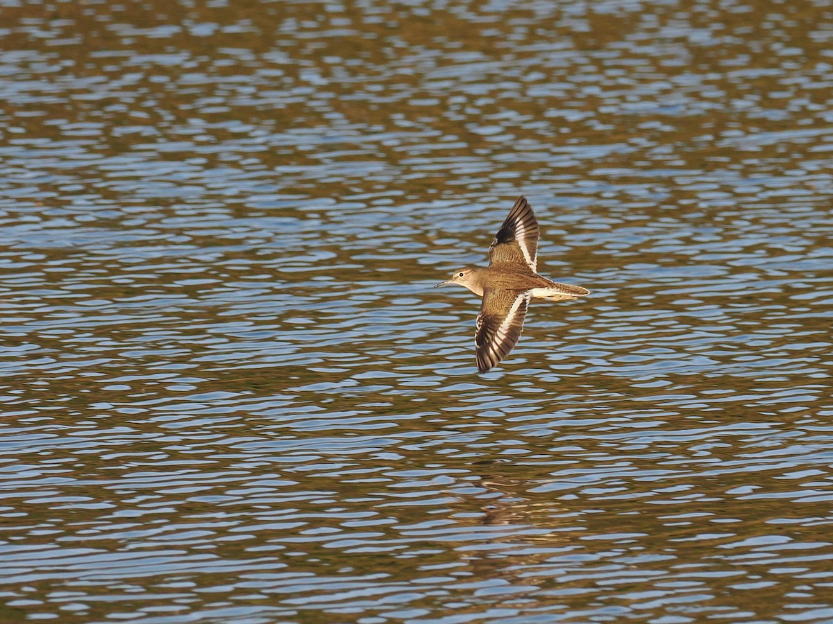 Common Sandpiper - ML645004197