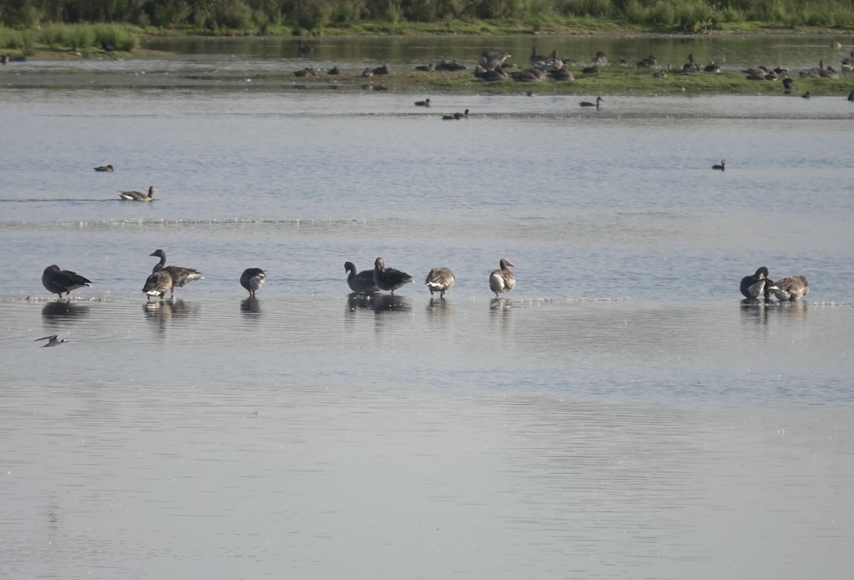 Oca selvatica - ML645004203