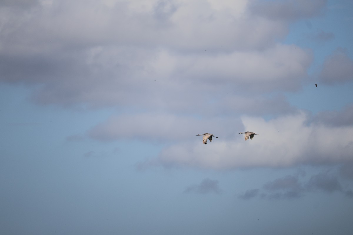 jeřáb kanadský - ML645004206