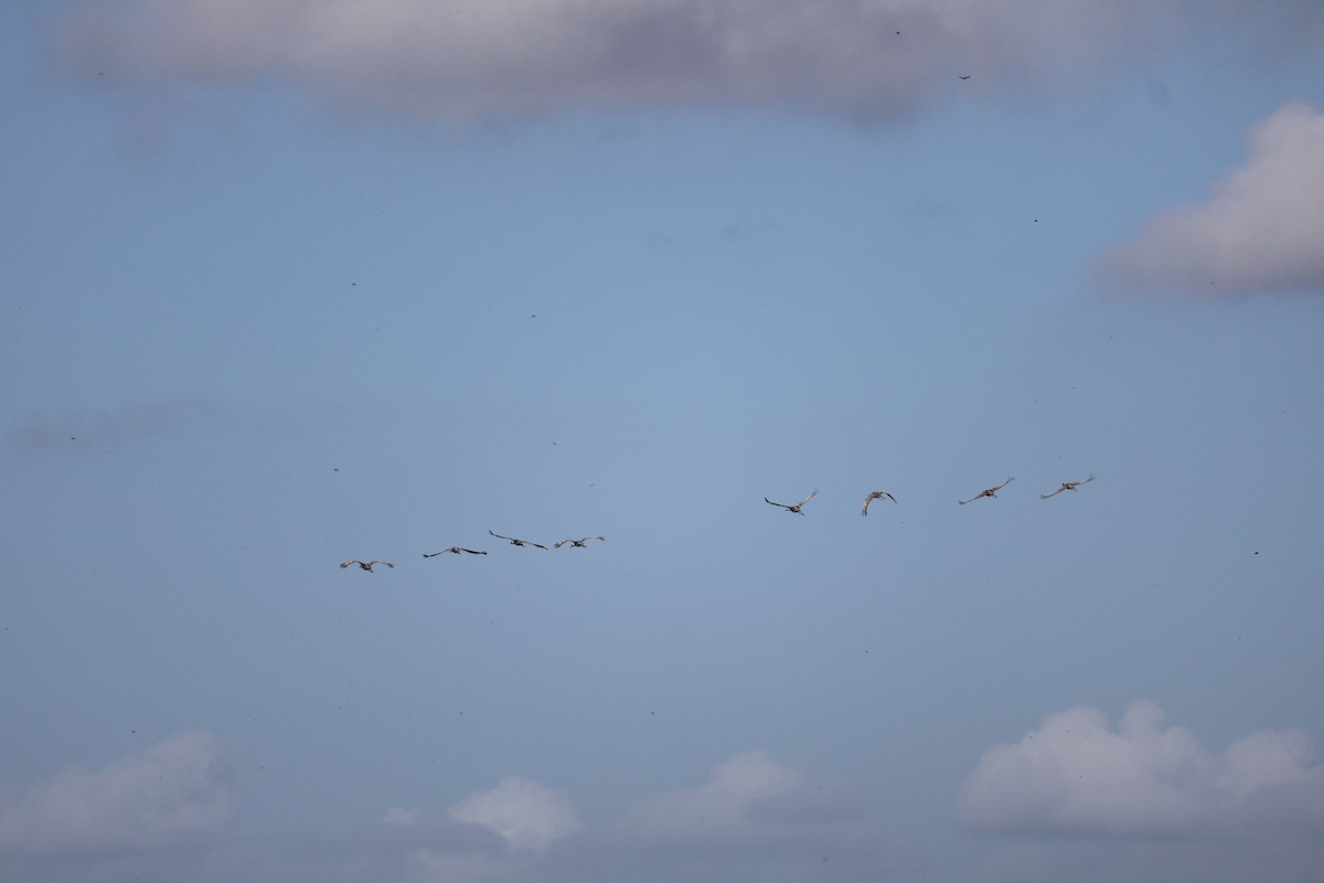 jeřáb kanadský - ML645004213