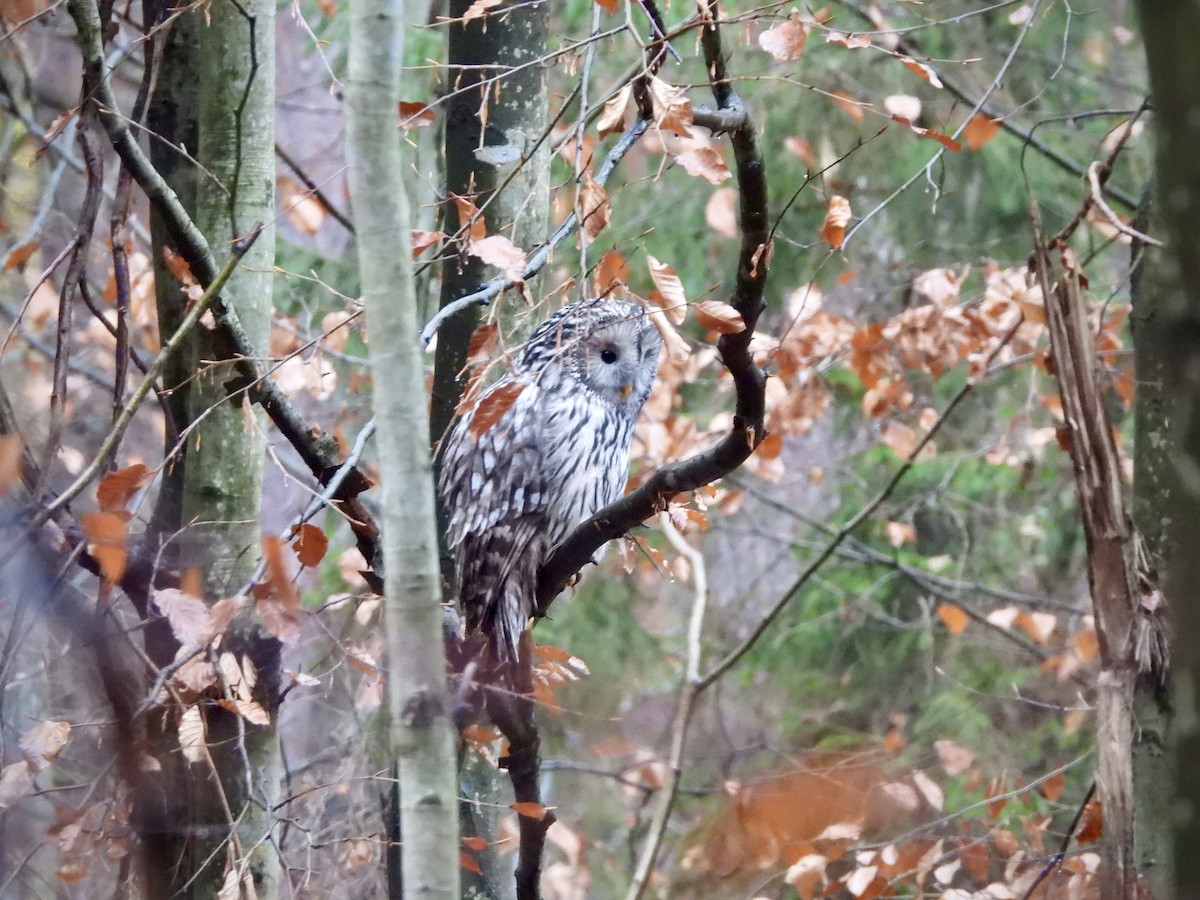 Ural Owl - ML645004218