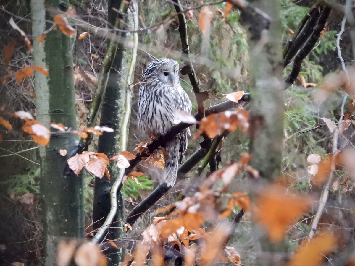 Ural Owl - ML645004219