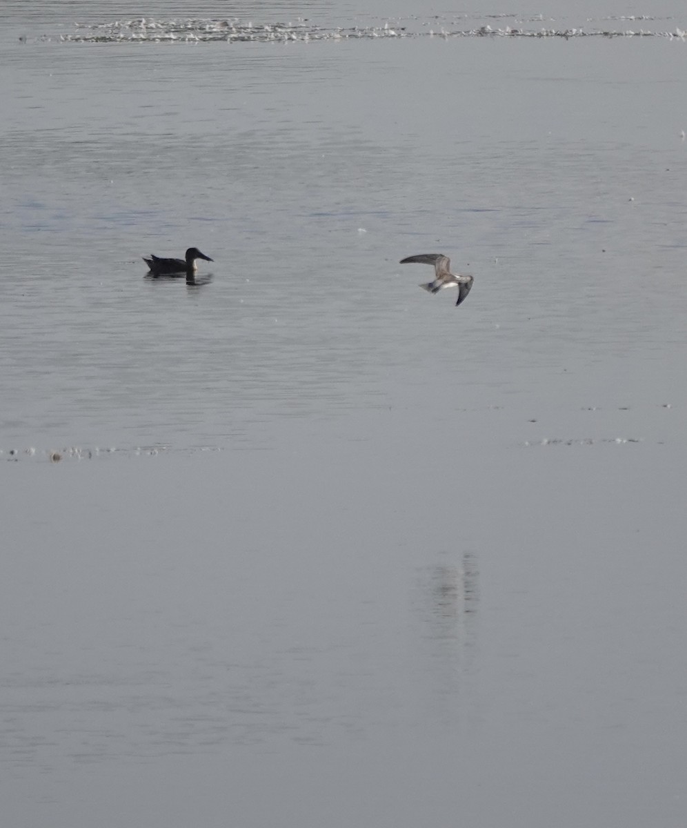 Ahate mokozabal zuria - ML645004228