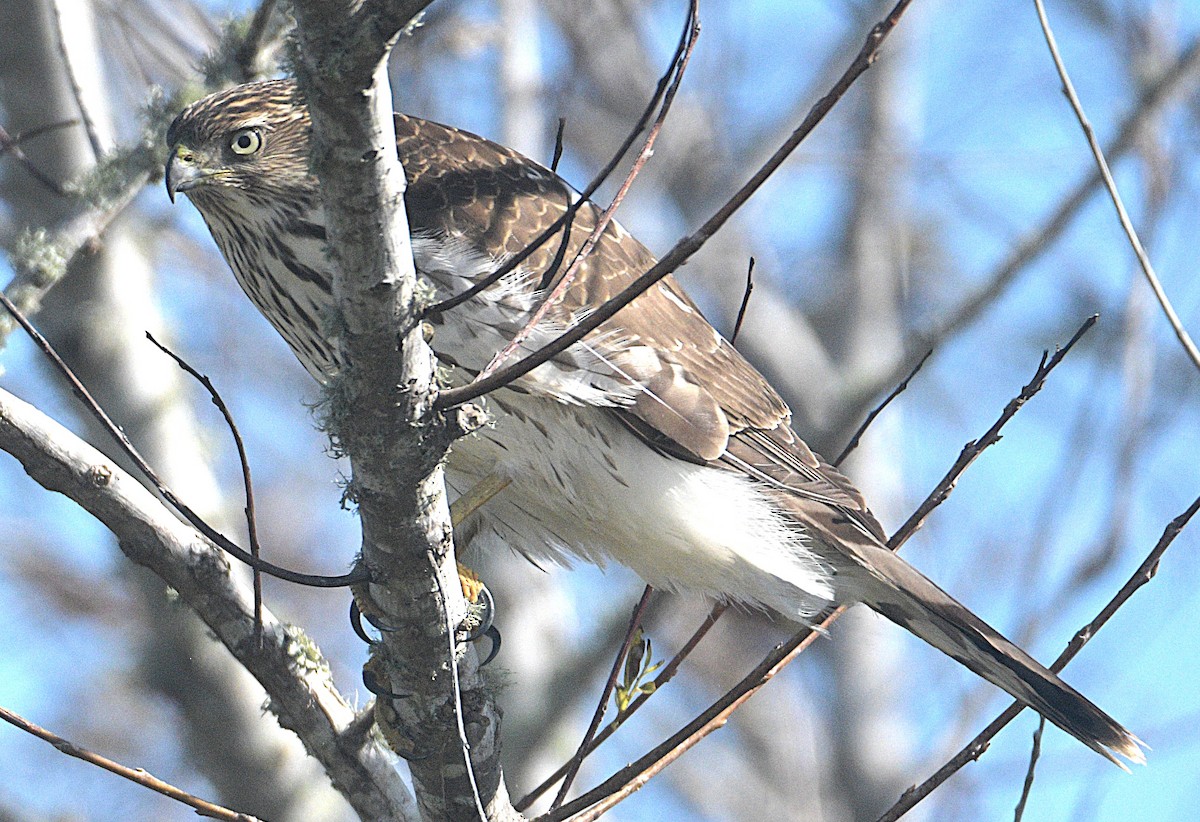 Cooper's Hawk - ML645004270